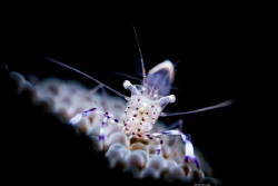 Concentrated
Location :Lembeh Indonesias
Canon 5dsr
Ca... by Yung Sen Wu 